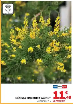 Hyper U Genista tinctoria jaune offre