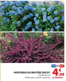Super U Hortensia ou bruyère erica offre