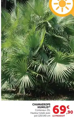 Hyper U Chamaerops humilis offre
