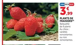 Super U Plants de fraisiers remontants offre
