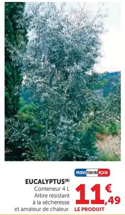 Super U Eucalyptus offre