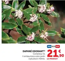 Super U Daphné odorant offre