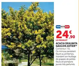 Super U Acacia dealbata gaulois astier offre