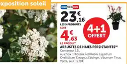 Super U Arbustes de haies persistantes offre