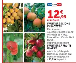 Hyper U Fruitiers scions en motte offre