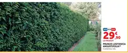 Hyper U Prunus lusitanica angustifolia offre