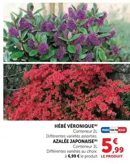 Hyper U Hébé véronique offre