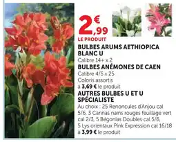 Super U U bulbes arums aethiopica blanc offre