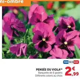 Hyper U Pensée ou viola offre