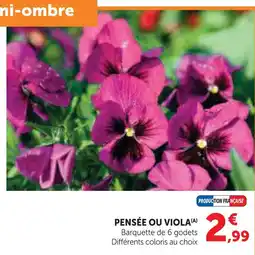 Super U Pensée ou viola offre