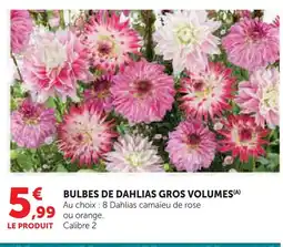 Hyper U Bulbes de dahlias gros volumes offre