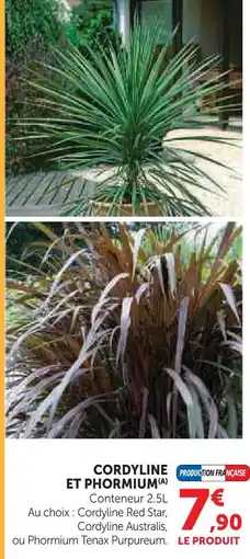Hyper U Cordyline et phormium offre