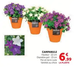 Hyper U Campanule offre