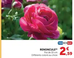 Hyper U Renoncule offre