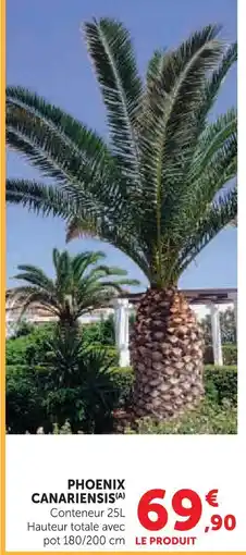 Hyper U Phoenix canariensis offre