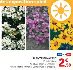 Hyper U Plantes vivaces offre