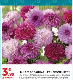 Hyper U U bulbes de dahlias u et u spécialiste offre