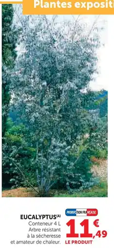 Hyper U Eucalyptus offre