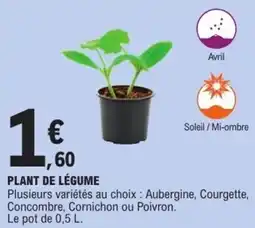 E.Leclerc Plant de légume offre
