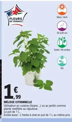 E.Leclerc Mélisse citronnelle offre