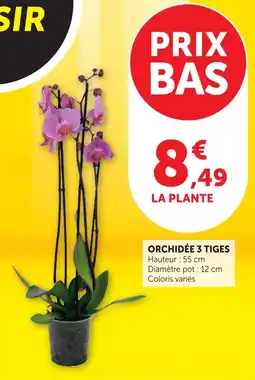 Super U Orchidée 3 tiges offre