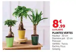 Super U Plante verte offre