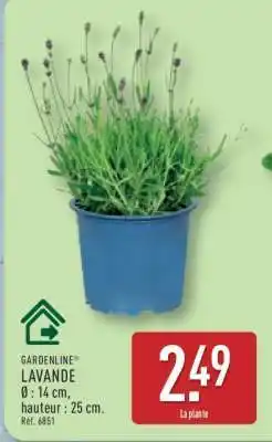 ALDI GARDENLINE LAVANDE offre