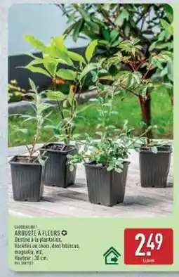 ALDI Arbuste à fleurs offre
