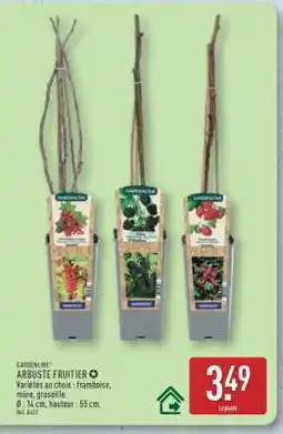 ALDI Arbuste fruitier offre