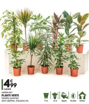 ALDI Plante verte offre