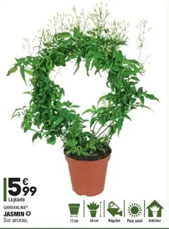 ALDI Jasmin offre