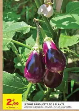 Intermarché Hyper LÉGUME BARQUETTE DE 3 PLANTS offre
