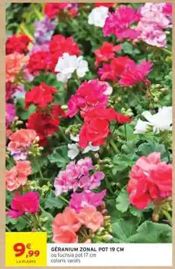 Intermarché Hyper GÉRANIUM ZONAL POT 19 CM offre