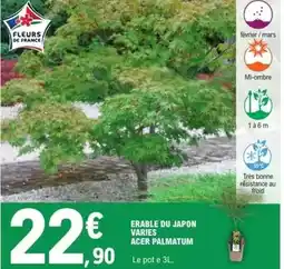 E.Leclerc Acer - erable du japon varies offre