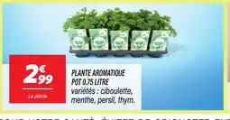 Netto Plante aromatique offre
