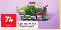 Netto Plante vivace pot offre