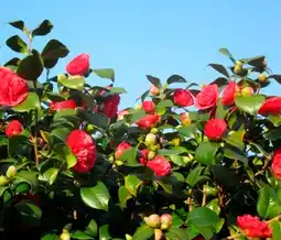 Auchan Sansmarque camélia offre