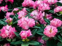 Auchan Sansmarque rhododendron offre