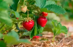 Auchan Plants de fraisier offre