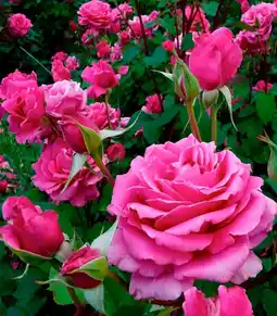 Auchan Sansmarque rosier buisson offre