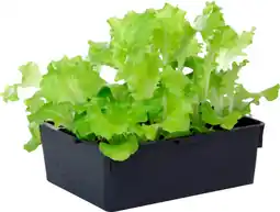 Auchan Sansmarque plants de salade offre