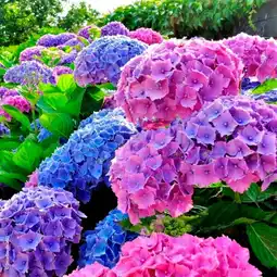 Auchan Hortensia macrophylla offre