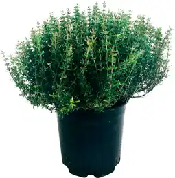 Auchan Sansmarque plantes aromatiques offre