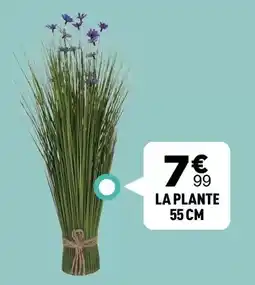 Centrakor La plante 55 cm offre