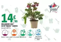 E.Leclerc Hellebore hgc ice n' roses varies offre