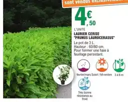 E.Leclerc Laurier cerise prunus laurocerasus offre