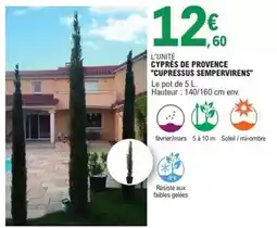E.Leclerc Cypres de provence cupressus temperaturens offre