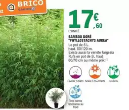 E.Leclerc E.leclerc - bambio doré phyllostachys aurea offre