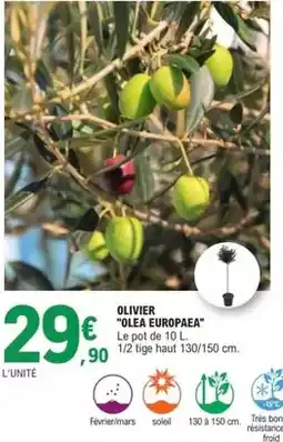 E.Leclerc Olivier olea europaea offre