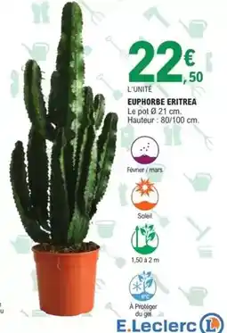 E.Leclerc Mars - euphorbe eritrea offre